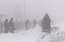Suņu dopinga skandāls pasaules slavenākajās suņu kamanu sacīkstēs