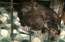 Patversmē "Ulubele" nonācis savainots vanags – visticamāk, pirotehnikas upuris