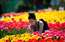 Fotoreportāža: 80 000 tulpes vienuviet