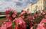Foto: Rundāles pils dārzā uzziedējušas krāšņās puķu karalienes rozes