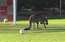 Komisks video! Ķengurs Austrālijā bezkaunīgi iztraucē futbola spēli