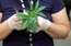 Vai medicīnisko marihuānu legalizēs arī Latvijā?