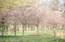 Rīgā zied krāšņās sakuras
