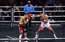 Ja Briedis uzvarēs supersērijā, gaidāms viņa un Glovacka cīņas revanšs par WBO titulu