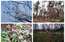 Vismaz mēnesi agrāk sākušas ziedēt sakuras, rododendri, ērikas un sniega rozes