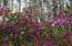 Tuvojas rododendru plaukuma laiks