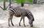 Atpūtas vietā "Buki" mirusi zebra, kas saindēta ar apmeklētāju dotajiem saldumiem