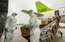 NVD par 95 000 eiro noslēdzis līgumu ar "airBaltic" par sejas masku piegādi