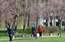 Krāšņi skati! Rīgā Uzvaras parkā uzziedējušas sakuras