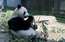 Lielā panda dzemdējusi dvīņus vecākajā zooloģiskajā dārzā Tokijā