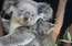 Austrālija iekļāvusi koalas apdraudēto sugu sarakstā