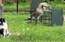 Organizācija "Animal Helpers" aicina iesaistīties ielas kaķu sterilizācijā