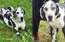 Otto no Jelgavas novada, iespējams, vecākais dogs pasaulē
