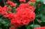 Eksperte: laiks modināt pelargonijas