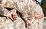 Latvijas valdība atbalsta karavīru nosūtīšanu uz miera uzturēšanas operāciju Libānā