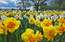 Foto: Krāšņi zied narcises, hiacintes un tulpes Daugmalē