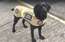 Labradors ar "nevainojamu" ožu pēc 11 gadu dienesta Anglijā dodas pensijā