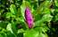 Atkārtoti ziedošās magnolijas priekšrocības
