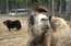 Rīgas Zoo uzsākta iekšējā izmeklēšana par dzīvnieku kopēja bojāeju