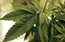 Bez jokiem 1. aprīlī – Vācijā pēc diviem mēnešiem legalizēs "zālīti"