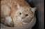 Mīļš un glaudāms! Rudā kažoka īpašnieks Garfilds ir māju un saimnieka meklējumos