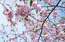 Uzvaras parkā uzziedējušas sakuras