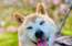 Miris suns Kabosu, kas radīja mēmi "doge" un kļuva par "Dogecoin" seju