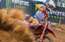 Latvijas MXGP posmā startēs Šileika un Freibergs