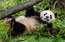Pandu diplomātija: Sandjego zoodārzā atgriezušās milzu pandas