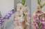 Dabas muzeja izstādē "Gladiolas 2024" apmeklētāju balsojumā par skaistāko atzīta Laimoņa Zaķa šķirne