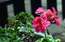 Dārznieces padomi, kā vienkārši pārziemināt pelargonijas