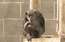Eiropas vecākā šimpanze mājo Skopjes zoodārzā