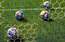 Latvijas U‑21 vīriešu futbola izlasi vadīs čehu speciālists Dovalils