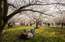 Viļņā krāšņi uzzied Japānas ķiršu parks