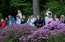 Babītes Rododendru parks aicina uz rododendru ziedēšanas svētkiem