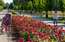 FOTO: Ķemeru parkā pilnbriedā zied rozes