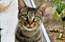 Vēršiem izdosies viss, kas darīts no sirds, Svariem laba diena sakārtot attiecības – 18. septembra horoskops