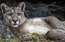 Pumas epopeja Igaunijā: no Latvijas audzētavas dzīvnieki nav izbēguši, Sāremā puma arī savā vietā
