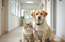 Veterināro klīniku šefs Beinerts par mājdzīvnieku ārstēšanu – summas pārsniedz tūkstoš eiro