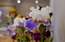 Dabas muzeja īrisu izstādē noskaidrots skaistākais īriss