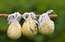 11 siera ražotāji vienuviet: Straupē gaidāms gardākais vasaras tirgus