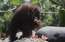 Orangutāni ēdienu vērtē augstāk, ja to saista ar pozitīvām emocijām